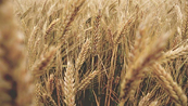 Áp lực về nguồn cung có thể đẩy giá lúa mì tiếp tục suy yếu