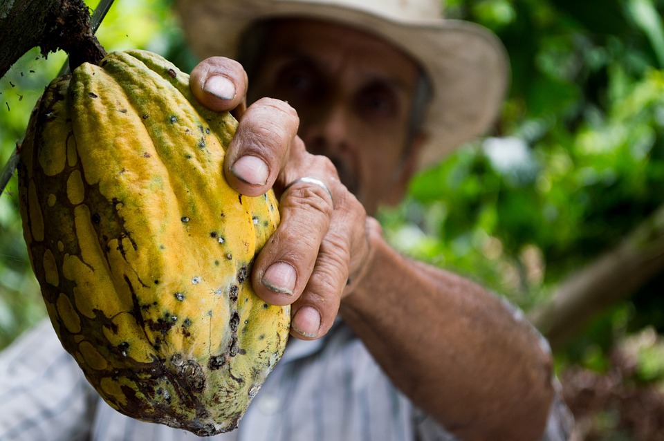 Thông tin thị trường trái chiều khiến giá cacao phục hồi chậm