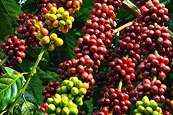 Giá Robusta rộng cửa tăng nhờ dòng tiền dồi dào của các quỹ