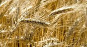 Nhóm nông sản bật tăng mạnh, lúa mì tăng vọt 8%