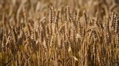 Bản tin TCKD ngày 01/11/2022: Lúa mì tăng vọt 6% trước lo ngại nguồn cung thắt chặt