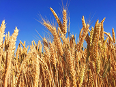 Lo ngại về mùa vụ lúa mì bị thiệt hại nghiêm trọng ở Australia và Argentina sẽ giúp giá hồi phục trở lại