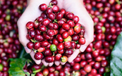 Lo ngại về nguồn cung cà phê trong năm 2023 tại Brazil, giá Arabica khả năng cao sẽ khởi sắc trong phiên hôm nay