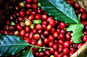 Đà giảm của Arabica khả năng cao sẽ nối tiếp trong phiên hôm nay do triển vọng nguồn cung tích cực tại Brazil