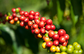 Triển vọng nguồn cung cà phê tích cực có thể khiến giá Arabica tiếp tục giảm