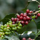 Lạc quan trong xuất khẩu cà phê có thể gây áp lực lên giá Arabica