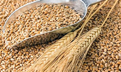Giá lúa mì có thể tiếp tục đà hồi phục do lo ngại về nguồn cung