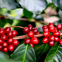 Giá cà phê tăng “sốc”, chỉ số hàng hóa  MXV- Index tăng phiên thứ sáu