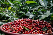 Giá cà phê còn có thể giảm khi nguồn cung hồi phục
