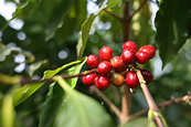 Giá Arabica có thể quay lại đà giảm khi xuất khẩu gia tăng tại Brazil