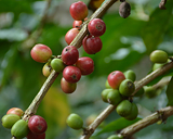 Giá Arabica có thể trở lại đà giảm khi tồn kho đạt chuẩn đang tăng