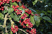 Giá Arabica vẫn có thể giảm khi nguồn cung dần tích cực hơn