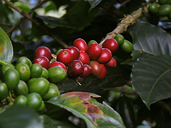 Giá Arabica có thể giằng co khi thiếu vắng thông tin cơ bản mới