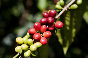 Bán cà phê niên vụ mới còn chậm, khiến giá Arabica có thể giằng co