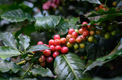 Giá Arabica có thể suy yếu khi xuất khẩu được đẩy mạnh tại Brazil