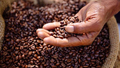 Giá cà phê vẫn còn động lượng giảm do ảnh hưởng từ yếu tố tài chính