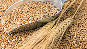 Căng thẳng trên Biển Đen có thể giúp giá lúa mì giữ được sắc xanh trong hôm nay
