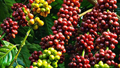 Giá Arabica vẫn có thể giảm khi xuất khẩu cà phê được đẩy mạnh tại Brazil