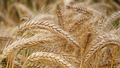 Giá lúa mì có thể sẽ hồi phục trở lại từ vùng hỗ trợ tâm lí 600