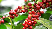 Giá Arabica vẫn có thể giảm trước khi có nhịp điều chỉnh kỹ thuật