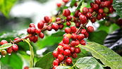 Giá Arabica có thể có nhịp điều chỉnh kỹ thuật trước kháng cự cứng