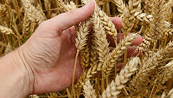 Giá lúa mì có thể hồi phục trở lại vùng kháng cự tâm lí 600