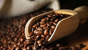 Giá cà phê có thể giảm khi nguồn cung đang tích cực dần
