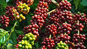 Giá Arabica có thể suy yếu khi xuất khẩu hồi phục trong nửa đầu tháng 10