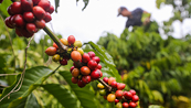 Giá Arabica vẫn còn động lượng tăng khi tồn kho giảm “không phanh”