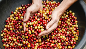 Thông tin cơ bản trái chiều có thể khiến giá Arabica tạm thời biến động mạnh