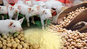 Trung Quốc ồ ạt nhập đậu tương, giá nguyên liệu thức ăn chăn nuôi sẽ tăng mạnh?