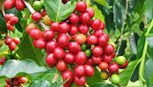 Giá Arabica có thể giảm khi nguồn cung ngày một tích cực hơn