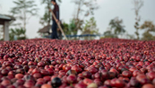 Giá Arabica vẫn còn động lượng tăng khi tồn kho mất đà