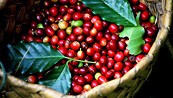 Giá Arabica vẫn còn động lượng tăng dù không quá mạnh