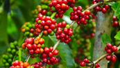 Giá Arabica có thể kiểm tra kháng cự 195 cents/pound