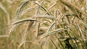 Giá lúa mì có thể sẽ tiếp tục nhận được hỗ trợ trong phiên cuối tuần
