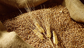 Lo ngại về thiệt hại mùa vụ của Argentina sẽ hỗ trợ cho giá lúa mì