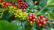 Giá cà phê có thể chịu sức ép đầu phiên do số liệu xuất khẩu lớn tại Brazil