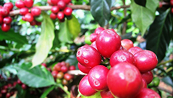 Căng thẳng gia tăng trên Biển Đỏ có thể giữ giá cà phê ở mức cao