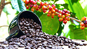 Giá cà phê có thể tăng trước lo ngại nguồn cung