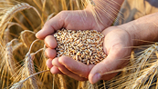 Áp lực với lúa mì sẽ càng được củng cố khi giá tiến sát kháng cự tâm lí 600