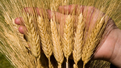 Áp lực bán kĩ thuật ở vùng 600 có thể đẩy giá lúa mì suy yếu trong phiên tối