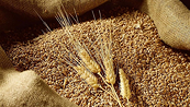Đà tăng của giá lúa mì có khả năng sẽ bị hạn chế ở vùng 560