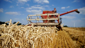 Thị trường nông sản chờ đón gì trước 2 báo cáo quan trọng của Bộ Nông nghiệp Mỹ?