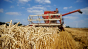 Cơ hội cho lúa mì Mỹ tìm lại thị phần toàn cầu