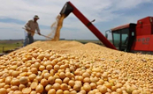Giá dầu đậu tương: Sau ‘đỉnh cao’ sẽ là gì?