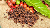 Triển vọng tiêu thụ tiếp tục là yếu tố chi phối giá cà phê trong ngắn và trung hạn