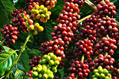 Thị trường cà phê có khả năng sẽ điều chỉnh giảm trong năm nay do nút thắt về chuỗi cung ứng được tháo gỡ