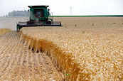 Giá lúa mì rung lắc mạnh: Con đường xuất khẩu chính bị “bóp nghẹt”, Ấn Độ cứu cánh cho nguồn cung toàn cầu