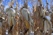 Trung Quốc giữ hạn ngạch nhập khẩu ngũ cốc không đổi bất chấp cam kết mua thêm nông sản Mỹ